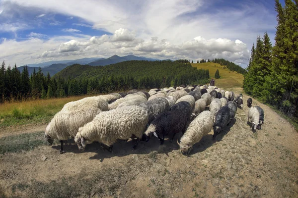 Rebanho de ovinos em Cárpatos — Fotografia de Stock