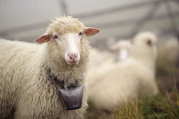 Sheep in Carpathian mountains — Stock Photo, Image
