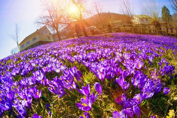 Flores da primavera crocos — Fotografia de Stock
