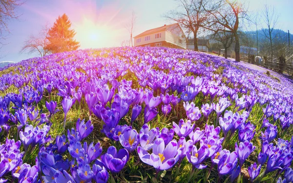 Vårblommor krokusar — Stockfoto