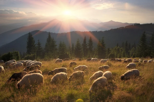 Pecore nelle montagne dei Carpazi — Foto Stock