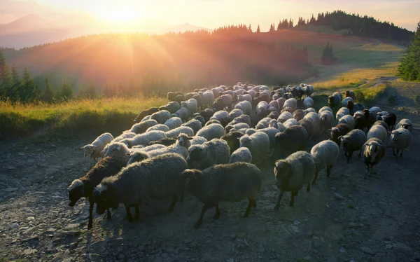 Shepherd and sheeps of the Carpathians — Stock Photo, Image