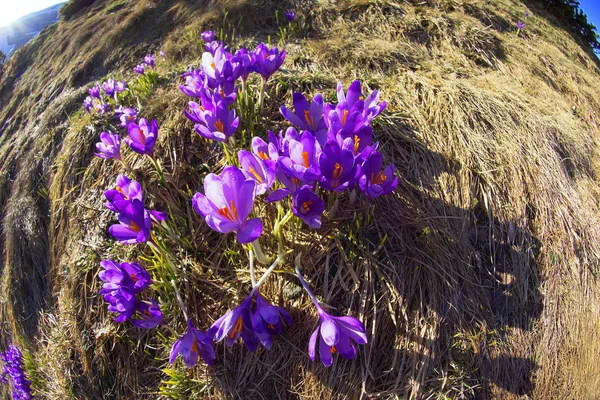 Frühlingsblumen Krokusse in den Karpaten — Stockfoto