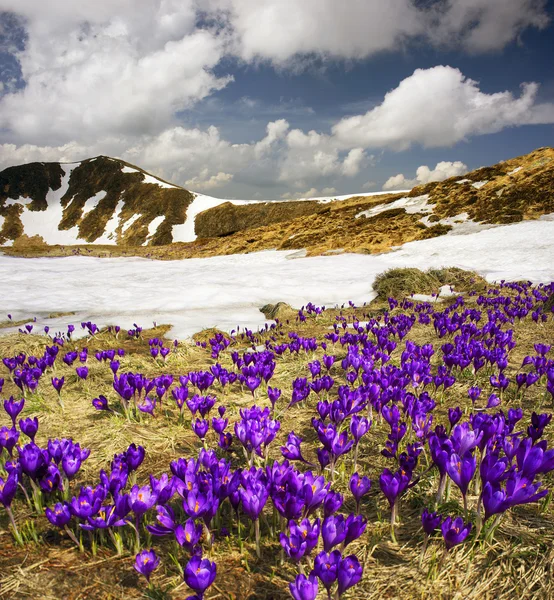 Bahar çiçekleri çiğdemler — Stok fotoğraf