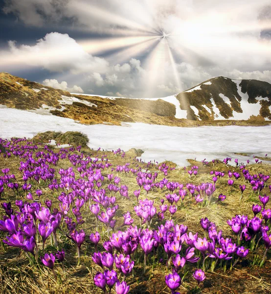 Frühlingsblumen Krokusse — Stockfoto