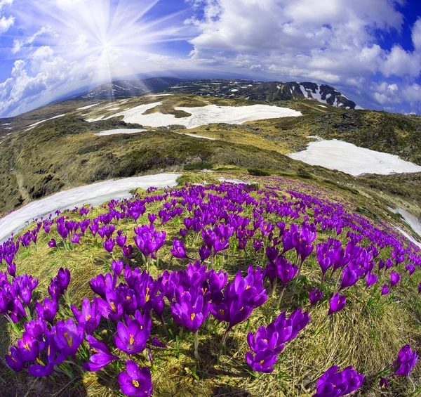 Bahar çiçekleri çiğdemler — Stok fotoğraf