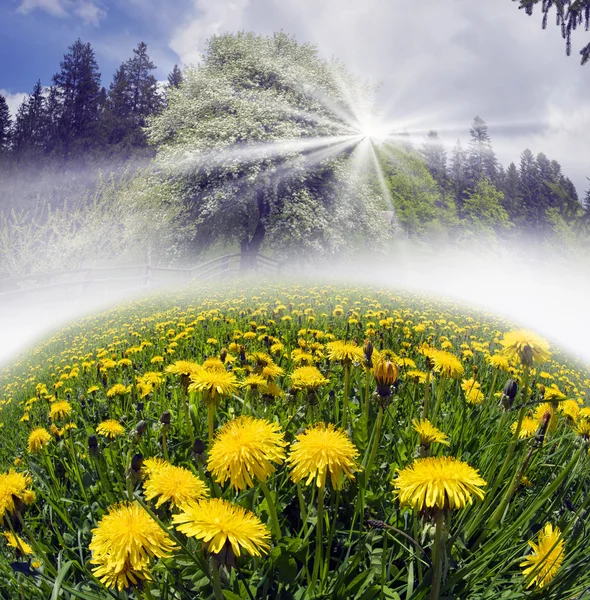 Flowering apple tree and dandelions — Stock Image Flowering apple tree and dandelions Royalty Free Stock Images