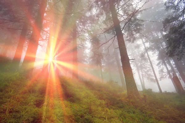 Východ slunce v Karpatských lesů — Stock fotografie