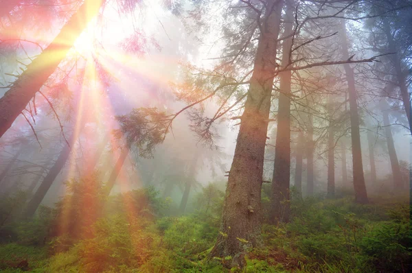 Sunrise in Carpathian forest — Stock Photo, Image