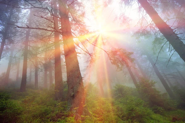 Sunrise in Carpathian forest — Stock Photo, Image