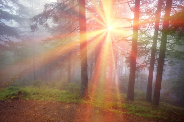 Ανατολή του ηλίου στο δάσος των Καρπαθίων — Φωτογραφία Αρχείου