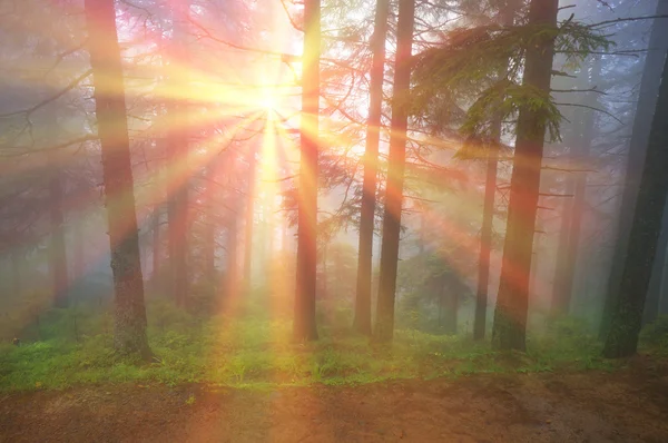 Amanecer en el bosque de los Cárpatos — Foto de Stock