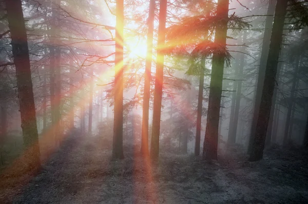 Nascer do sol na floresta dos Cárpatos — Fotografia de Stock