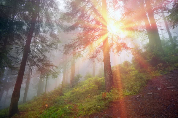 日出在喀尔巴阡森林 — 图库照片