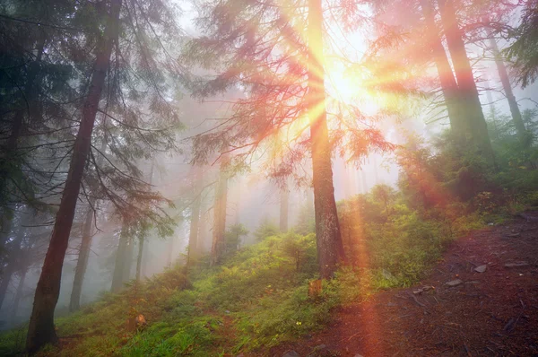 Nascer do sol na floresta dos Cárpatos — Fotografia de Stock