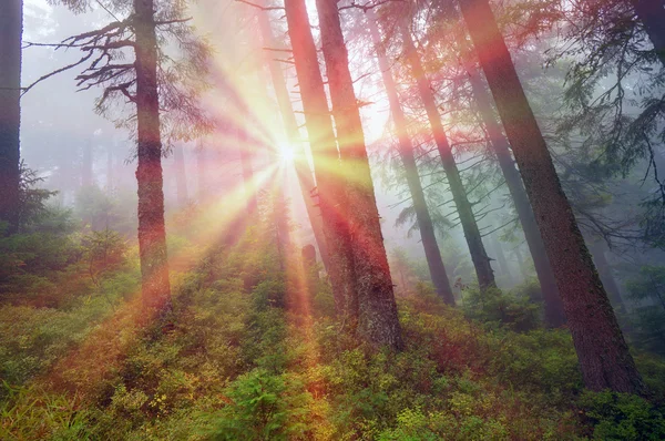 Matahari terbit di hutan Carpathian — Stok Foto
