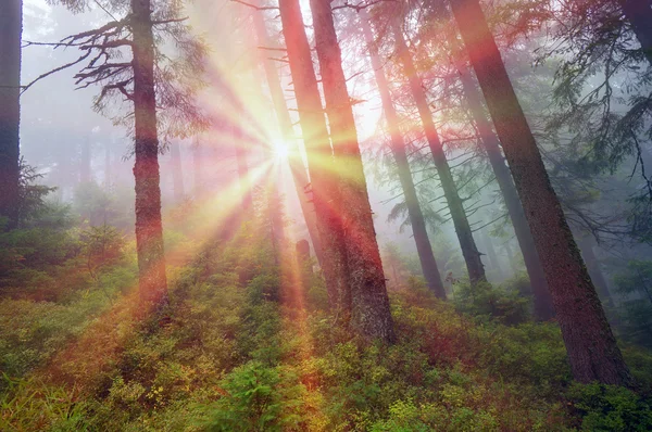 Nascer do sol na floresta dos Cárpatos — Fotografia de Stock