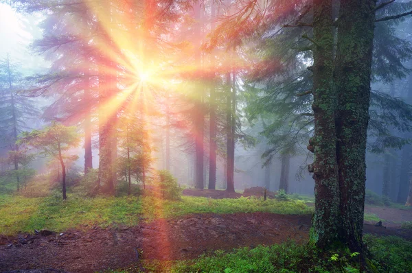 Ανατολή του ηλίου στο δάσος των Καρπαθίων — Φωτογραφία Αρχείου