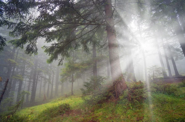 Bosque de los Cárpatos después de lluvia — Foto de Stock