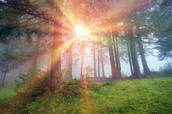 Sunrise in Carpathian forest — Stock Photo, Image