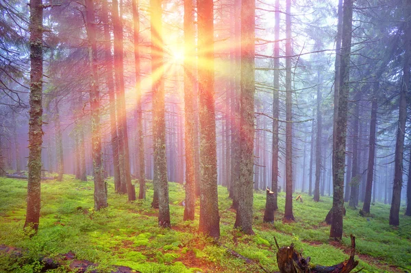 Amanecer en el bosque de los Cárpatos — Foto de Stock