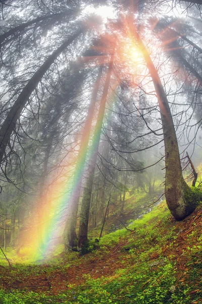 Hösten skogen vid soluppgången — Stockfoto