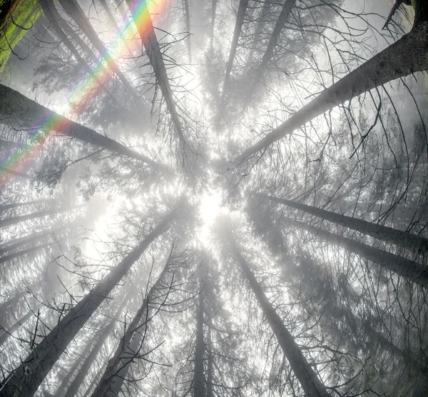 Hösten skogen vid soluppgången — Stockfoto