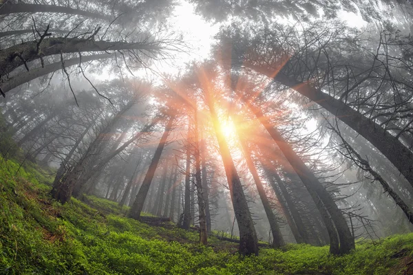 Herbstwald bei Sonnenaufgang — Stockfoto