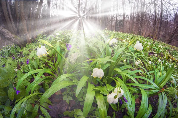 Fleurs de printemps Gouttes de neige au lever du soleil — Photo