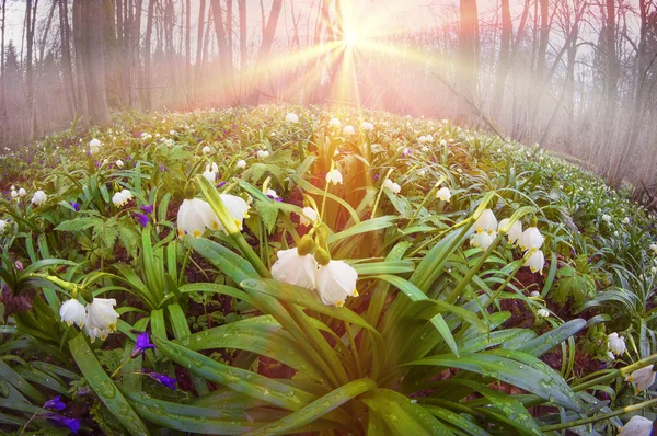 Flores da primavera Gotas de neve ao nascer do sol — Fotografia de Stock