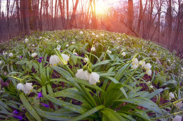 Tavaszi virág, hóvirág, napkeltekor — Stock Fotó