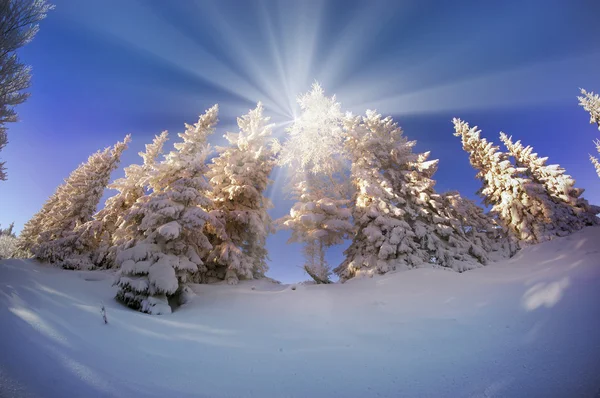 Karpaty zasněžený les — Stock fotografie