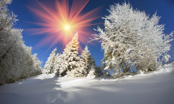 Besneeuwde Karpaten Bos — Stockfoto