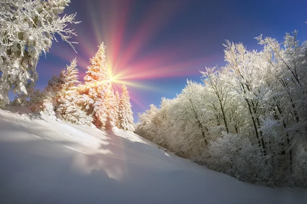 Карпатский снежный лес — стоковое фото