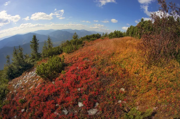 Autunno nelle montagne carpatiche — Foto Stock