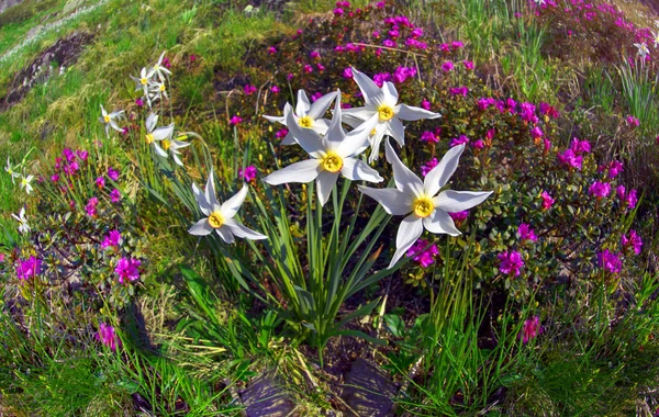 Blühende Narzissen in den Bergen — Stockfoto