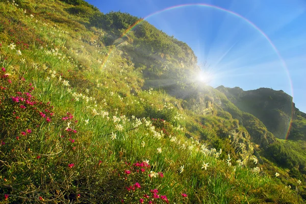 Virágzó nárcisz-hegység — Stock Fotó