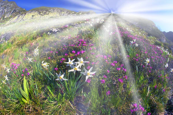 Rozkwiecony daffodils w górach — Zdjęcie stockowe
