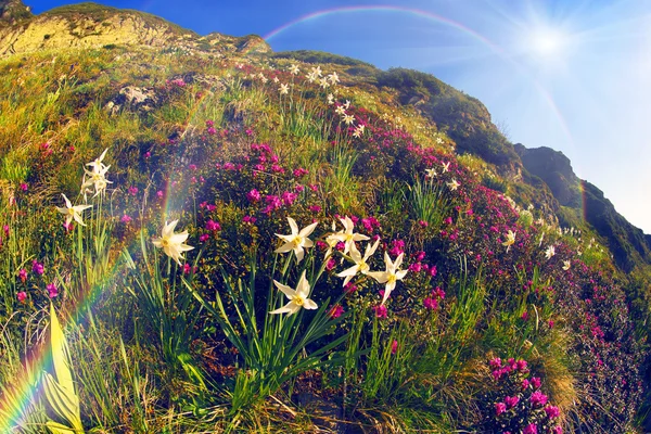 Blooming daffodils in mountains — Stock Photo, Image