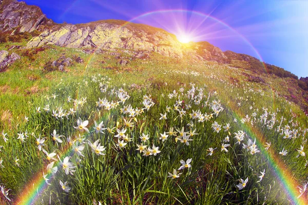 Jonquilles en fleurs dans les montagnes — Photo