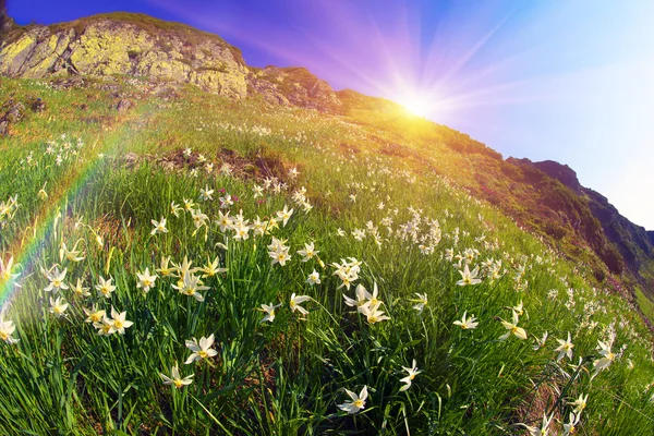 Blooming daffodils in mountains — Stock Photo, Image