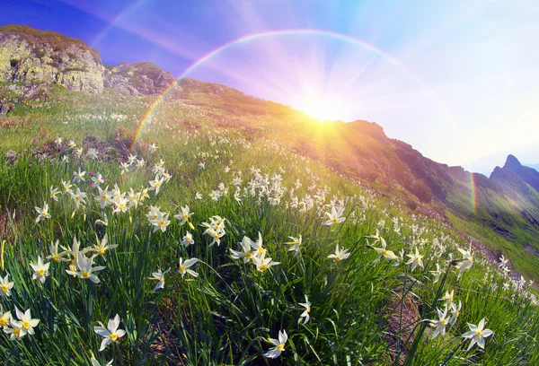 Blooming daffodils in mountains — Stock Photo, Image