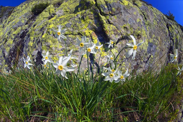 Jonquilles en fleurs dans les montagnes — Photo