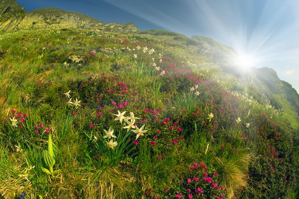 Fleurs de jonquilles fleurissant en montagne — Photo