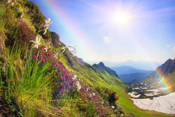 Daffodils flowers blooming in mountains — Stock Photo, Image