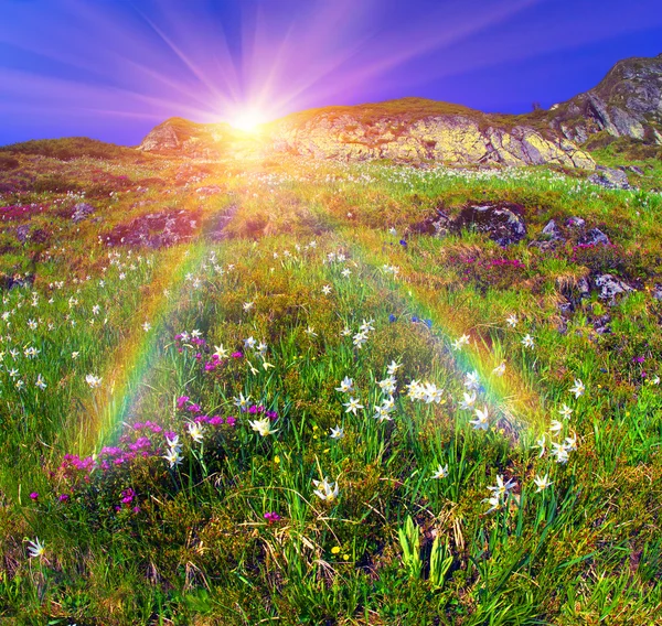 水仙花盛开在山 — 图库照片