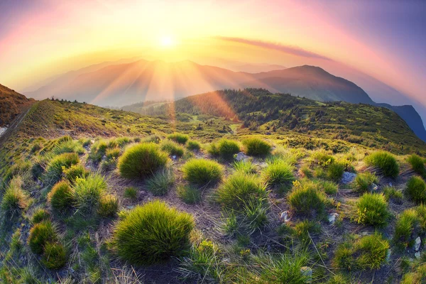 Grumos de hierba en las montañas al atardecer — Foto de Stock