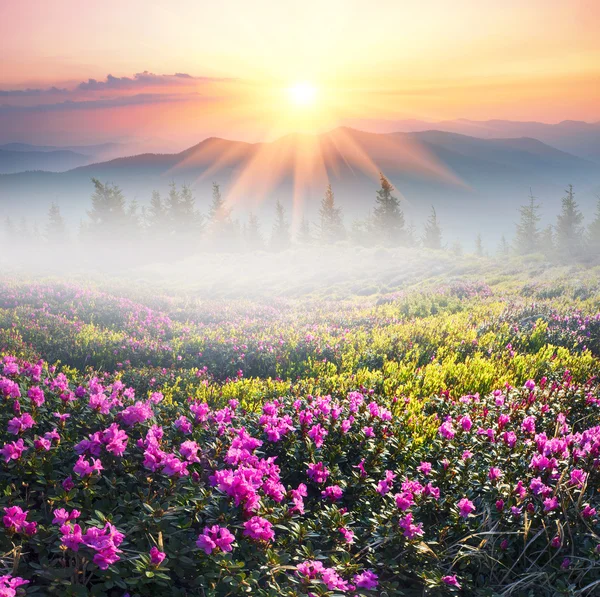 Fiori rododendri in montagna — Foto Stock