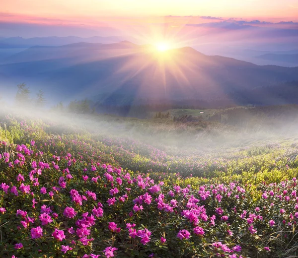 Flores rododendros en las montañas —  Fotos de Stock