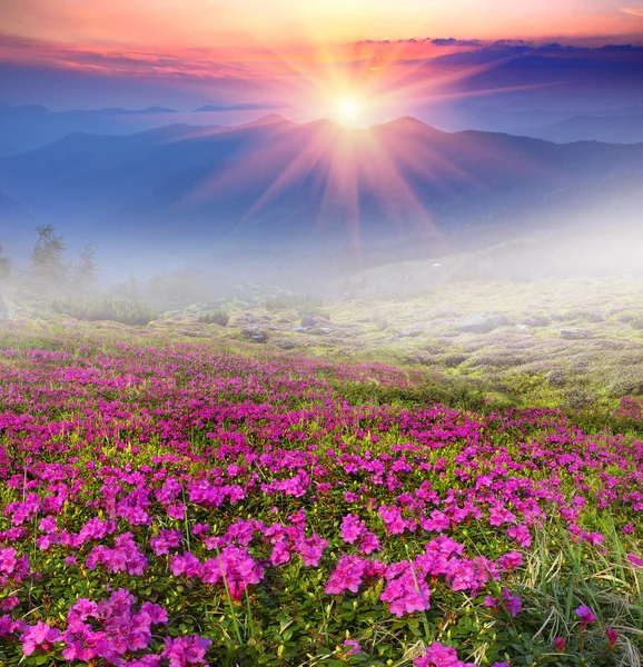 Rododendronów kwiaty w górach — Zdjęcie stockowe
